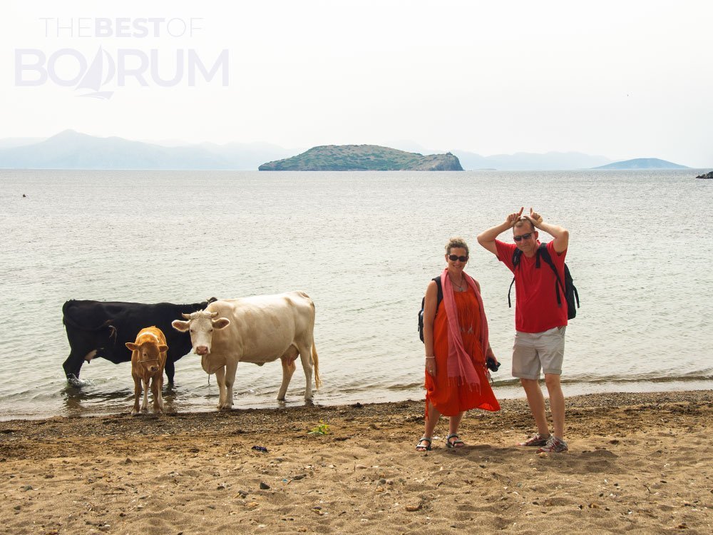 A fun bodrum travel moment with two travellers posing on a quiet beach beside cows and calves near Çavuş Island.